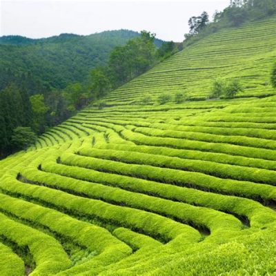 義豐鎮怎麼樣 如何在義豐鎮找到最好的茶園